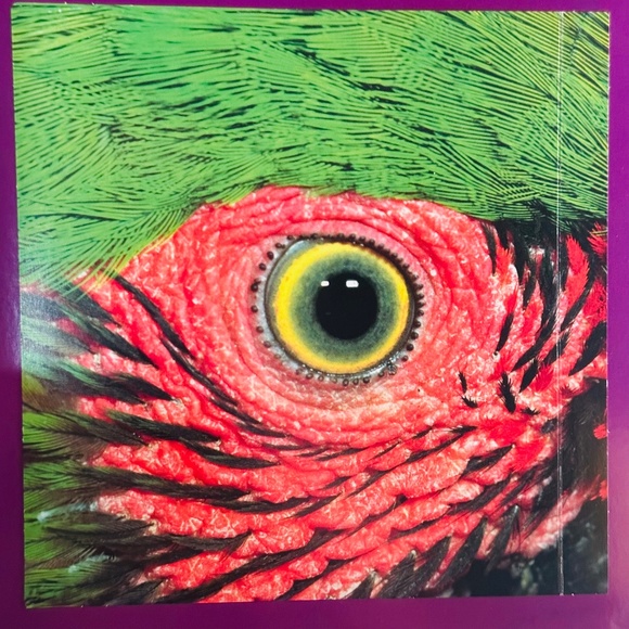 Who's Looking At You? Stephane Frattini Lift-the-Flap Picture Book - Picture 2 of 11